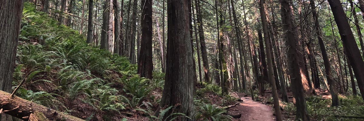 A hiking trail surrounded by ferns and western red cedar.