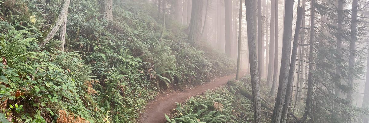 A foggy mountain trail passing through ferns redwood cedars, and douglas firs.