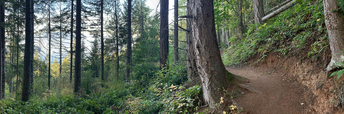 Hiking trail gently curving along a ridge between Douglas Firs in western Washington.