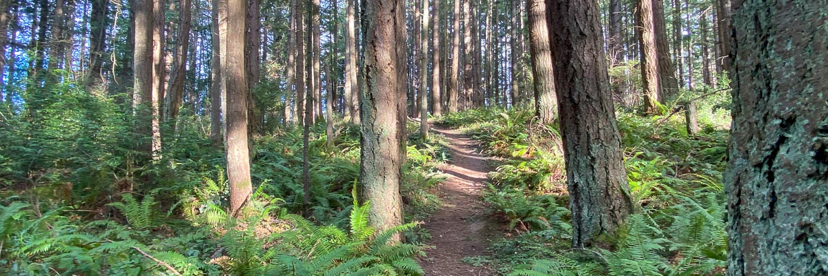 An uphill trail with second growth douglas firs, and ferns.