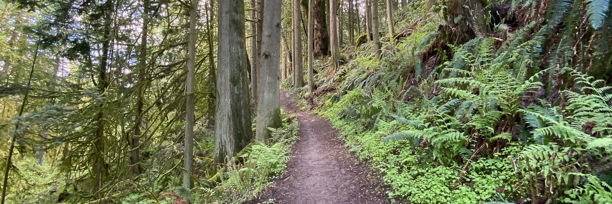 Path headed gradually uphill surrounded by ferns.