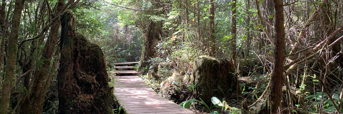 A boardwalk running through a wild pacific northwest forest on Vancouver island.