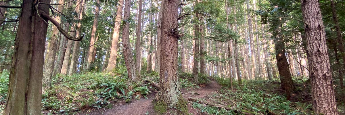 An uphill trail with second growth fir, hemlock and cedar trees on a clear winter day.